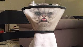 Я РЖАЛ ПОЛ ЧАСА / СМЕШНЫЕ ЖИВОТНЫЕ , КОТЫ СОБАКИ И ДРУГИЕ ПРИКОЛЫ