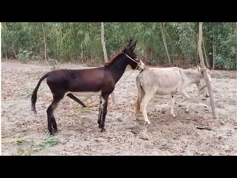 Donkeymating