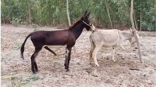 Donkey mating Hours😲 Fist time | 😯Fist time New Video 😲