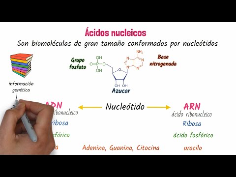 Nucleic acids DNA and RNA