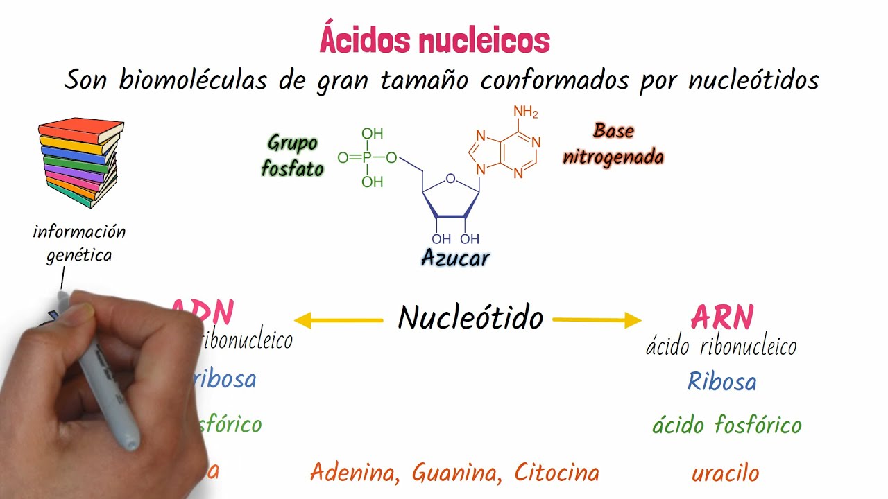 Ácidos nucleicos ADN y ARN