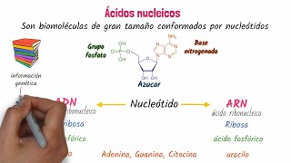 Nucleic acids DNA and RNA