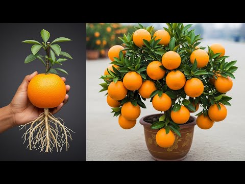 🍊How to grow an orange tree from an orange in a pot at home easily