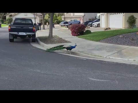 City of Fairfield is preparing to pay more than $20,000 to remove dozens of peacocks