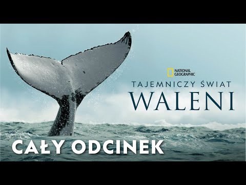 Tajemniczy świat waleni [CAŁY ODCINEK]