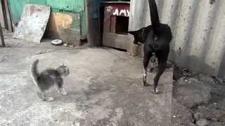 preview picture of video 'Котята напали на пса Амура 2. Kittens attacked the dog'