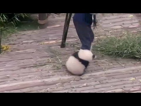 Arab Today- Panda cub refuses to leave handler alone