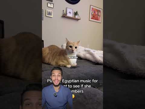 Los gatos reaccionan de manera muy extraña a este sonido