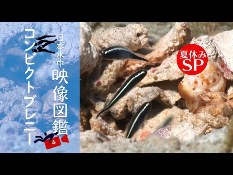 ニオロンのアポゴン・インベルビス