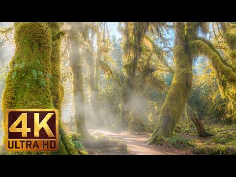 3 HOURS Relaxing Piano Music - Hoh Rain Forest | Background Music - Part 14