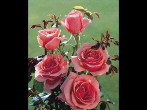 AMAME, AHORA QUE HAY TIEMPO    SERGIO DARIO