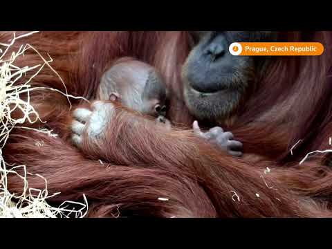 プラハ動物園、オランウータンの赤ちゃんの誕生を祝う (Prague Zoo celebrates birth of baby orangutan)
