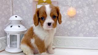 キャバリアの動画01