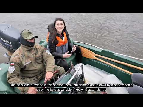 Energa zarybia Narew i sprząta brzeg rzeki