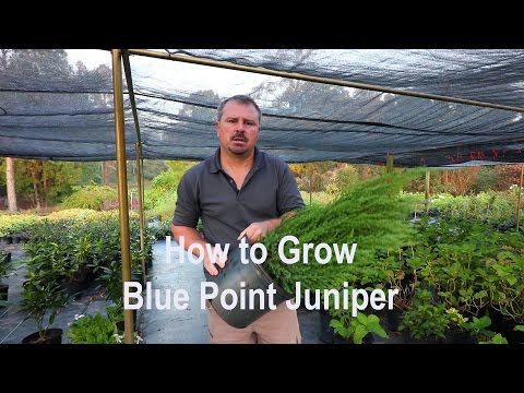 How to grow Blue Point Juniper (Christmas tree shaped Juniper) with  a detailed description