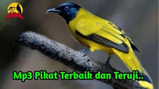 Download lagu Suara Tarung Kutilang Sutra/ Percang. Mp3 Pikat Terbaik Paling Ampuh Sudah Terbukti oleh Pemikat mp3