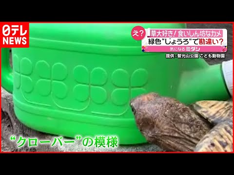 Eretmochelys imbricata Haeckel.png