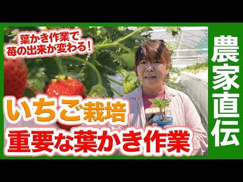 なぜいつ移植するのか イチゴ移植システムによる収穫の最適化
