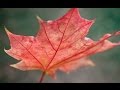 Клены выкрасили город 