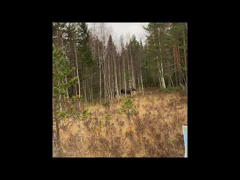 Älgjakt 2019 Hälsingland