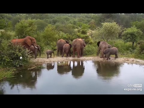Elephants: Little breeding herd at dusk. Rosie's Pan: Jan 29 2022, 6:30 PM SAST, explore.org
