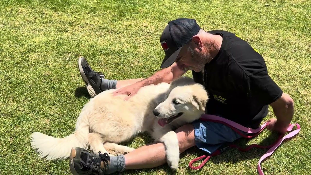 Enlarge NIck, a ADOPTABLE Golden Retriever in Los Angeles, CA video 3/6