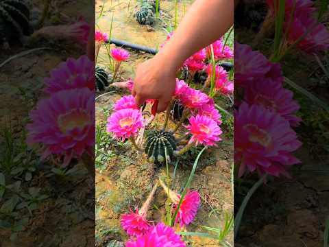 Cactus cultivation techniques #cactus #smartfarming #gardentips