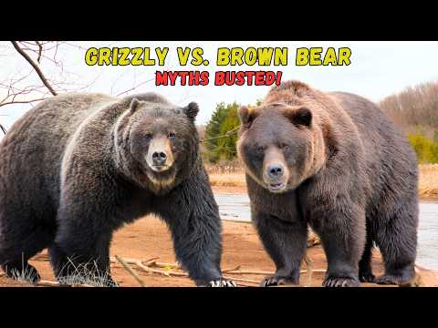 Grizzly Bear vs Brown Bear: Real Differences Explained! 🐻