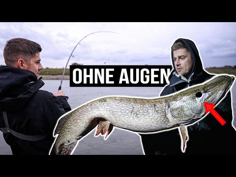 PIKE RECORD from the shore! We catch a blind monster pike.