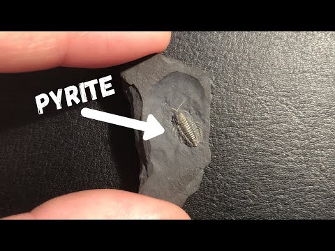 A Rare Trilobite So Well Preserved It Looks Alive | Pyritized Trilobite