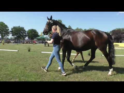 Fohlenschau 2023 - 04 Hengstfohlen v. Fürsten-Look