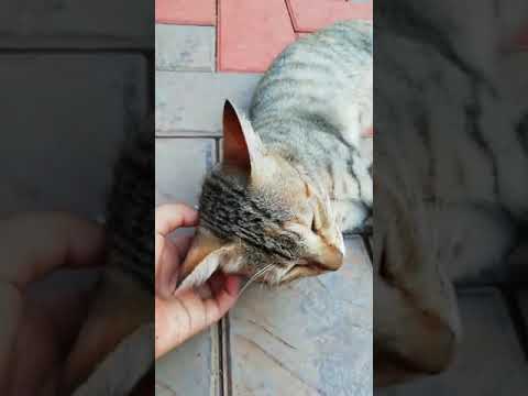 Pets Lover || Meow Cats