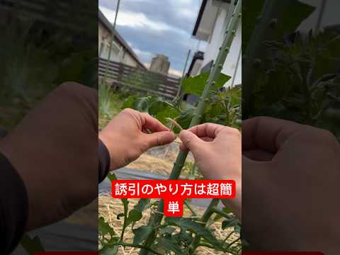 どの野菜をトマトと組み合わせるのが成功するか