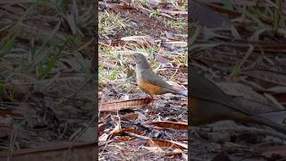 LINDO! Sabiá laranjeira na busca de um petisco! #pássaros