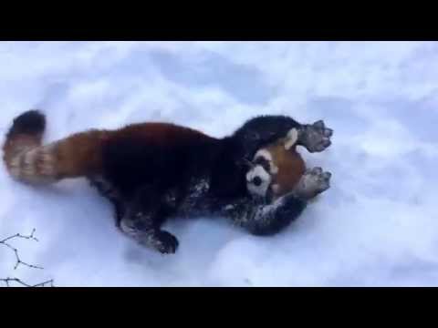 Red Pandas are Having Snow Much Fun - Cincinnati Zoo