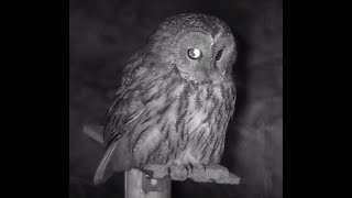 Live animal feeder Finland