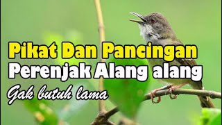 Download lagu suara pikat burung ciblek alang alang paling ampuh mp3 durasi panjang. mp3