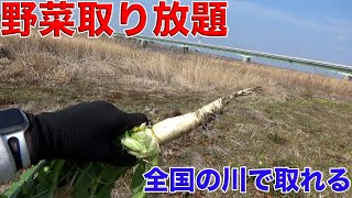 近くの川で大根取って料理したら超絶美味かった 一人暮らし 節約
