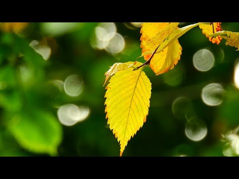 ANNA JANTAR & ZBIGNIEW HOŁDYS ~ Ktoś między nami ღ