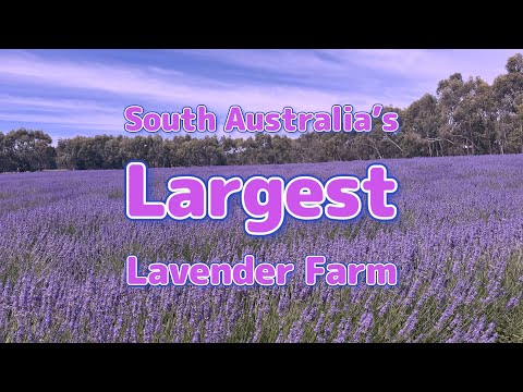 South Australia's Largest Lavender Farm