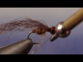 Mike's Honey Ant