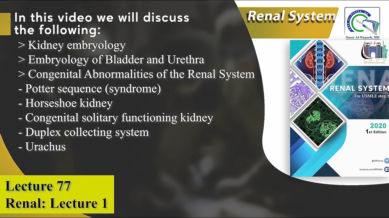 Embryology of Kidney, Bladder and Urethra || Horseshoe kidney || Potter sequence || Urachus