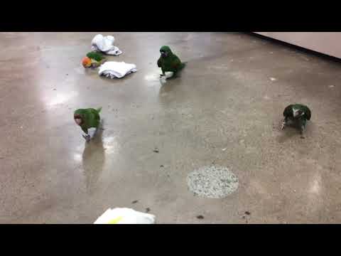 Birds excited to be fed!