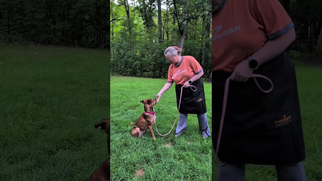 Enlarge Nutty, a Adoptable mixed breed in Pottstown, PA video 4/6