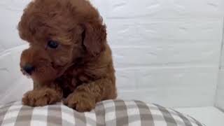トイプードルの動画01