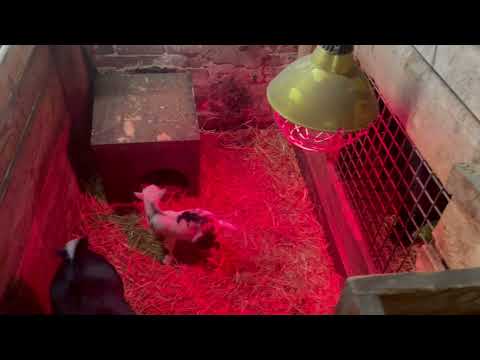 De Veldhoeve 01-02-2022