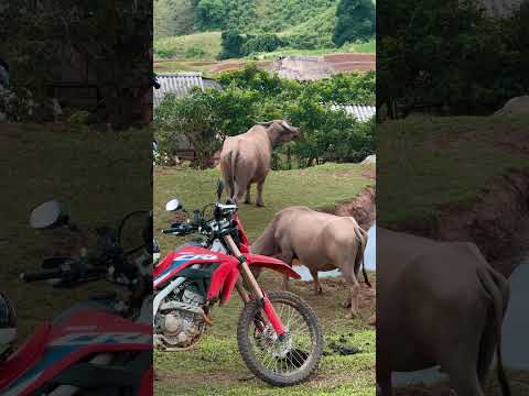 Thumbnail for Honda vs Lamborghini Vietnam 😂🐃 by Honda Vietnam