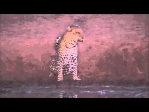 Pete's Pond: A thirsty Leopard at the pond this morning 5:32 AM  Feb 26, 2016