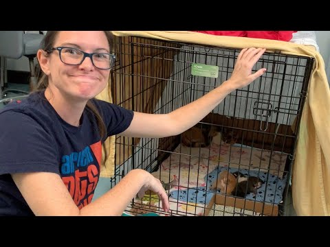 How to Take Kittens from a Feral Mom to Weigh Them | American Pets Alive!