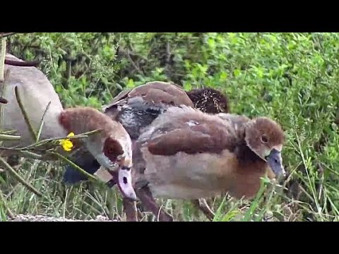 Djuma: Egyptian Goose family - 07:19 - 04/19/20
